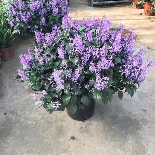 特丽莎薰衣草吸毒草香茶菜普莫奈香阳台庭院盆栽花卉植物带花包邮 - 图0