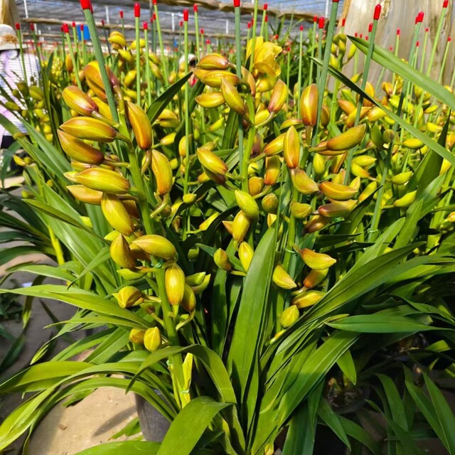 Cymbidium bud orchid seedlings Spring Festival