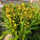 Cymbidium bud orchid seedlings Spring Festival