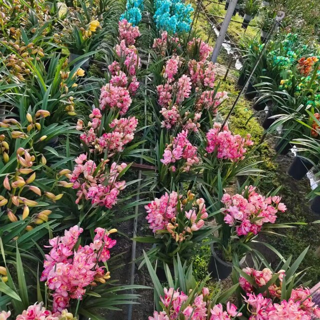 Cymbidium bud orchid seedlings Spring Festival