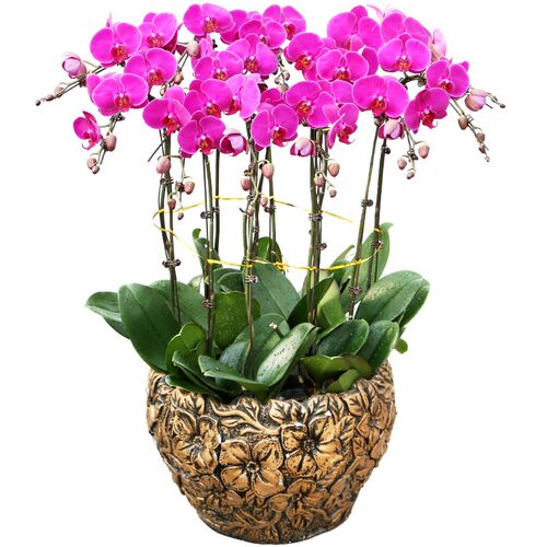 蝴蝶兰花苗带花剑带花苞盆栽兰花大苗客厅室内植物花卉四季好养活 - 图3