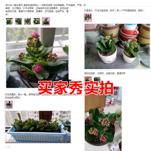 长寿花盆栽带花苞办公室内好养绿植四季开花桌面盆栽蟹爪兰虎刺梅 - 图2