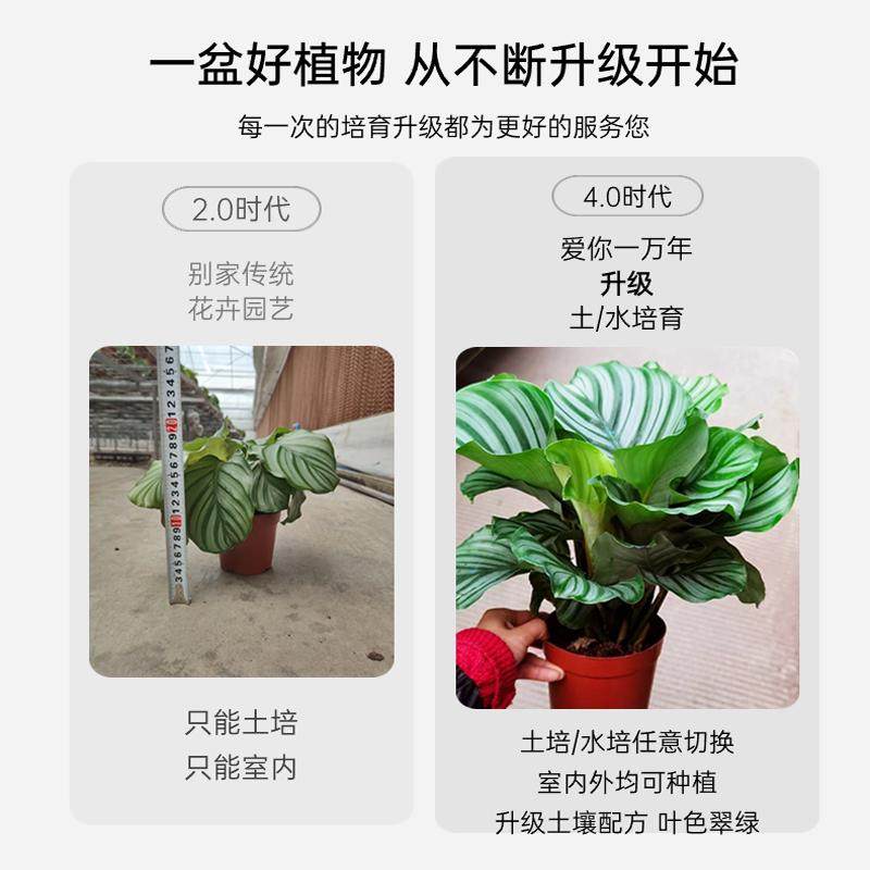 青苹果翠叶孔雀竹芋绿植盆栽四季常青室内办公桌好养喜阴净化空气,淘宝优惠券,粉丝福利购,淘宝优惠卷