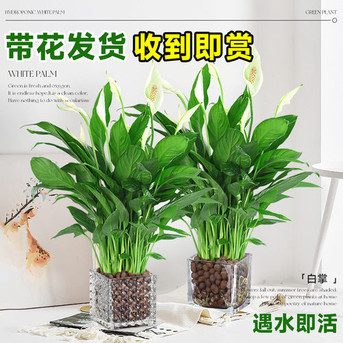 白掌一帆风顺盆栽水培植物办公室内好养花卉绿植绿萝箩喜阴四季青 - 图0