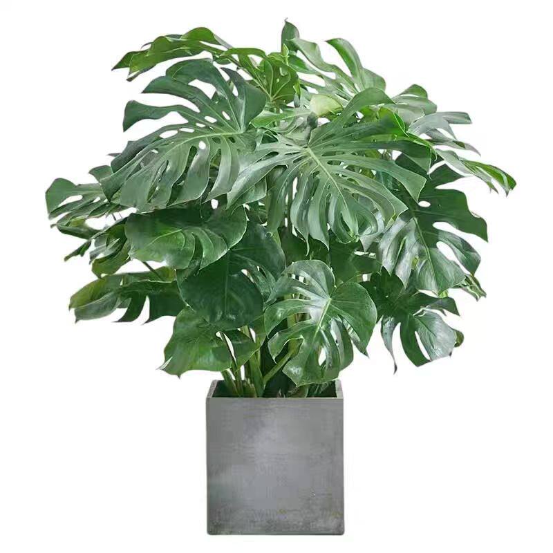 龟背竹客厅绿植室内大盆栽办公室净化空气植物盆景好养活四季常青,淘宝优惠券,粉丝福利购,淘宝优惠卷