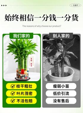 文昌竹4支金榜题名室内书桌水培绿植盆栽富贵竹办公室桌面好养活