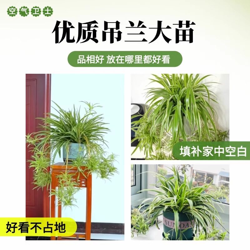 金边吊兰垂吊植物四季好养活绿植室内盆栽客厅阳台吊篮好养花卉,淘宝优惠券,粉丝福利购,淘宝优惠卷