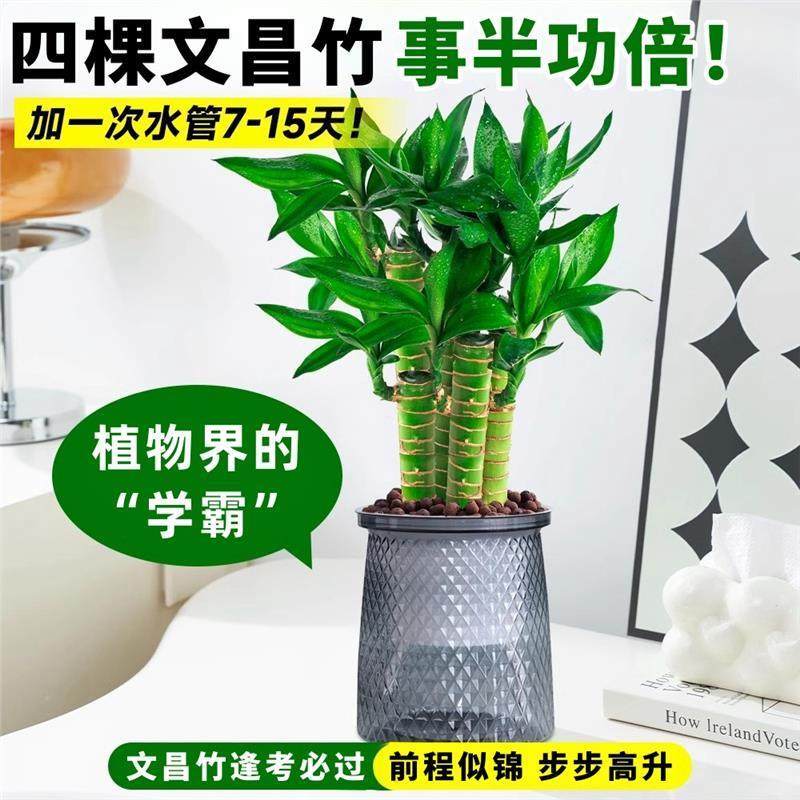 文昌竹4枝金榜题名桌面绿植富贵竹盆栽招财竹子步步高升室内植物,淘宝优惠券,粉丝福利购,淘宝优惠卷