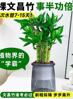 文昌竹4枝金榜题名桌面绿植富贵竹盆栽招财竹子步步高升室内植物