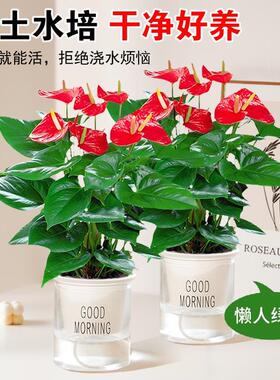 水培红掌白掌盆栽一帆风顺四季花卉室内好养绿植鸿运当头开花植物