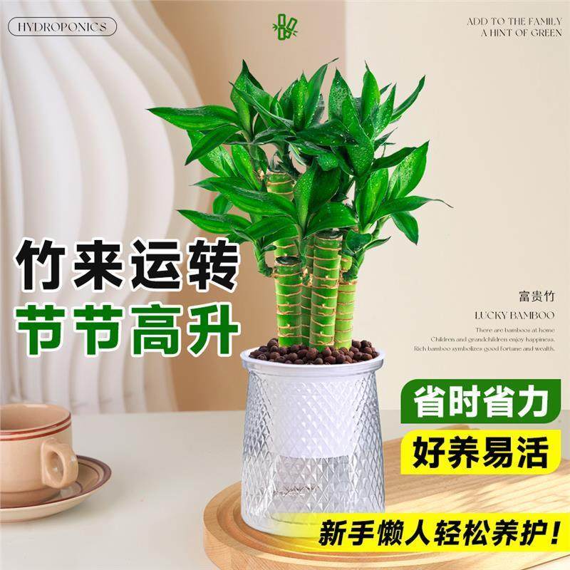 文昌竹4枝金榜题名桌面绿植富贵竹盆栽招财竹子步步高升室内植物,淘宝优惠券,粉丝福利购,淘宝优惠卷