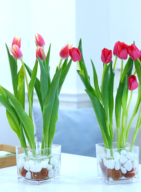进口郁金香花球水培年宵花卉植物室内桌面办公室盆栽土培水养好活