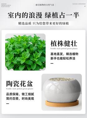 薄荷盆栽可食用绿植新鲜高级精品香草植物迷迭香清香室内阳台好养