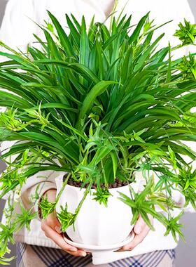 吊兰垂吊植物四季常青叶金边吊兰大盆栽办公室内绿植客厅吸甲醛花