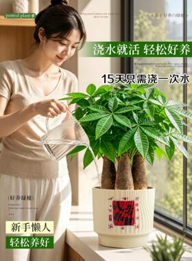 三杆发财树绿植盆栽办公室招财运旺财植物净化空气桌面室内小花卉