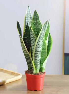 金边虎皮兰绿植盆栽水培室内多肉植物花卉客厅大型盆景虎尾兰甲醛