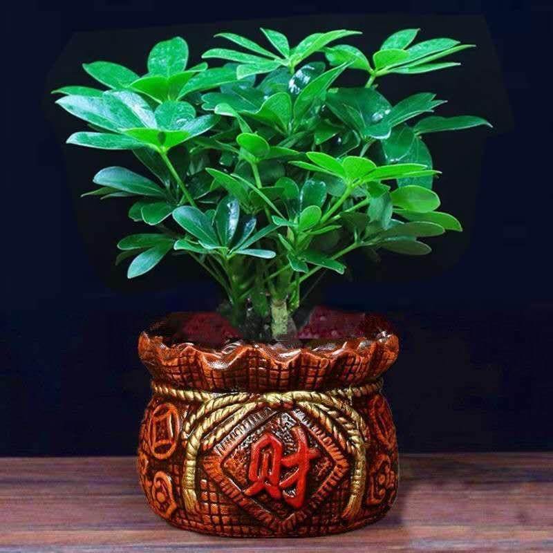 八方来财鸭脚木四季常青室内阳台桌面绿植盆栽花卉发财树苗七叶莲,淘宝优惠券,粉丝福利购,淘宝优惠卷