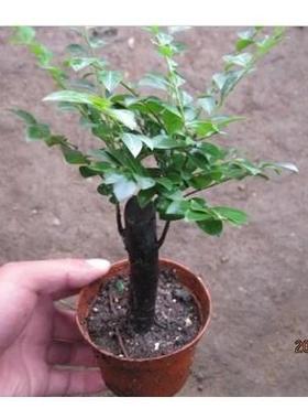小叶紫檀盆景苗紫檀桩室内阳台盆栽花卉绿植耐寒四季常青植物