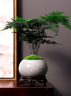 【精品】文竹盆栽植物室内净化空气办公室绿植花卉盆栽盆景小盆栽