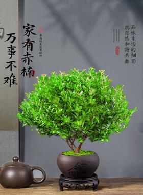 小叶赤楠盆栽老桩客厅桌面盆景室内阳台金丝楠木四季好养植物绿植