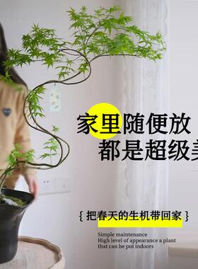 流泉枫绿植红枫盆栽客厅书房室内植物日本红枫桌面禅意盆景好养护