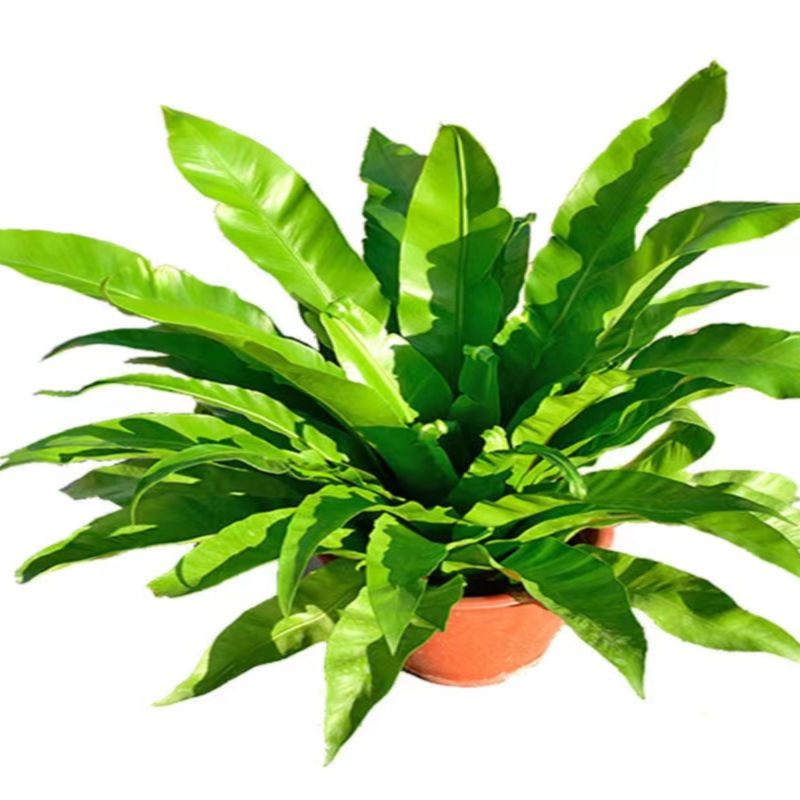 大盆展叶耐寒鸟巢蕨盆栽水土培绿植室内北欧好养净化空气观叶绿植,淘宝优惠券,粉丝福利购,淘宝优惠卷