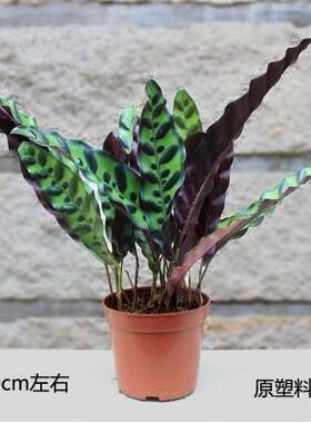 孔雀竹芋室内绿植花卉盆栽孔雀竹芋家居桌面小盆栽观叶植物