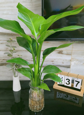 绿植盆栽家用好养大型水培大叶植物四季花卉办公室内