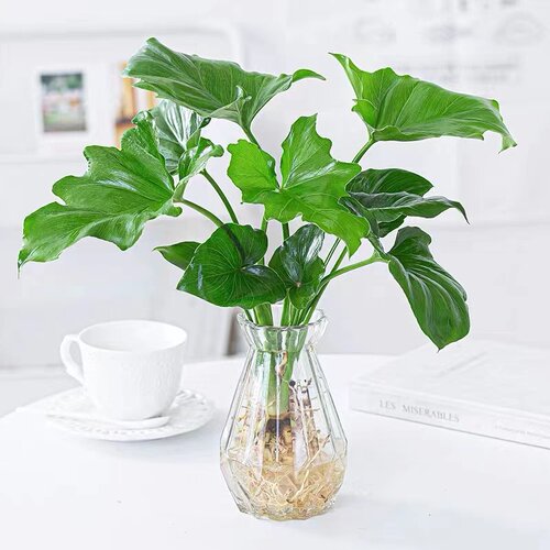 春雨绿植盆栽花卉植物室内易养活龟背竹无土纯羽水培植物室内好养 - 图3