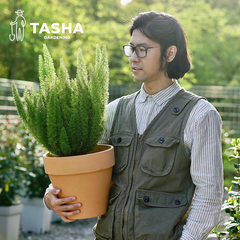 狐尾天门冬室内观赏绿植好养易活室内阳台绿植盆栽,淘宝优惠券,粉丝福利购,淘宝优惠卷