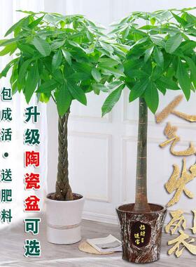 大发财树室内外花卉盆景植物盆栽大招财树摇钱树花苗客厅大型绿植