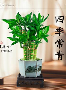 富贵竹植物客厅招财文昌竹盆栽中式盆景观音竹子室内绿植