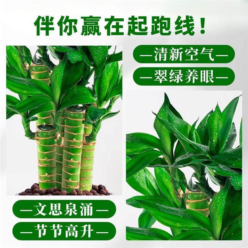 文昌竹4枝金榜题名桌面绿植富贵竹盆栽招财竹子步步高升室内植物,淘宝优惠券,粉丝福利购,淘宝优惠卷