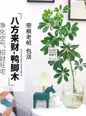 鸭脚木盆栽水培植物七叶莲水养花卉绿植发财树招财树八方来财绿萝