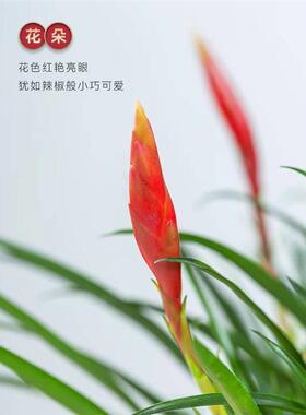 小辣椒招财手盆栽四季开花鸿运当头客厅办公室内年宵桌面花卉绿植