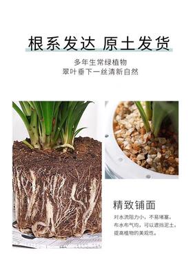 金边金心吊兰盆栽室内阳台四季常青客厅桌面水培垂吊真花卉绿植物