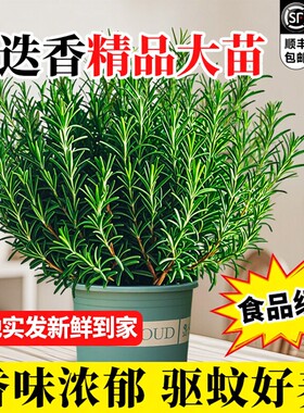 迷迭香盆栽可食用新鲜大株百里香牛排用烘培蛋糕装饰香草驱蚊绿植