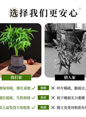 佛肚竹盆栽老桩绿植盆景罗汉竹苗小叶矮化观赏南天竹米竹耐寒植物