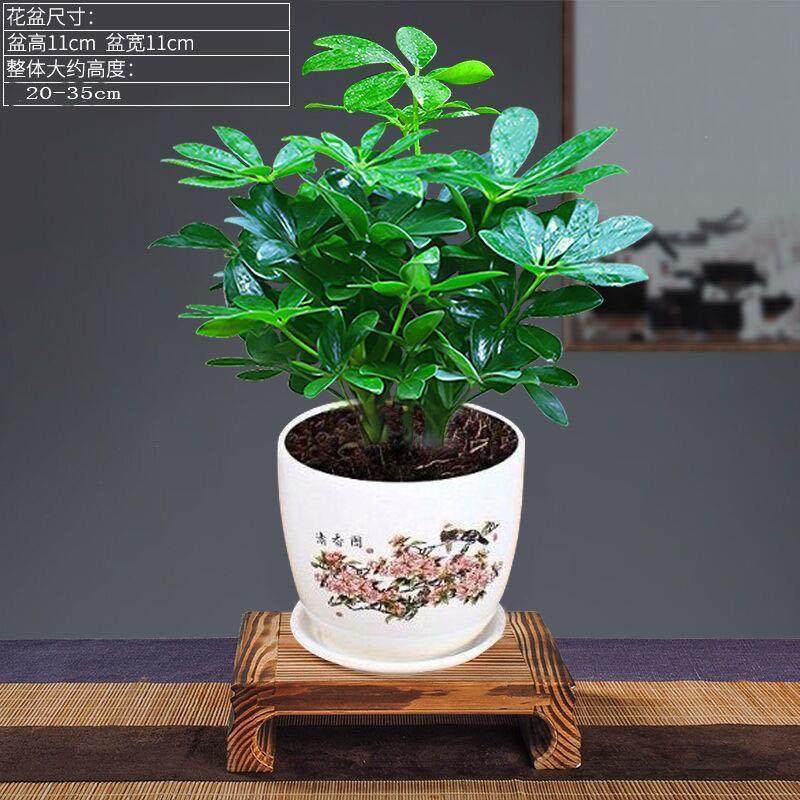 八方来财鸭脚木四季常青室内阳台桌面绿植盆栽花卉发财树苗七叶莲,淘宝优惠券,粉丝福利购,淘宝优惠卷