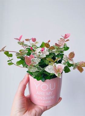 花叶络石五彩爬藤垂吊绿植办公室内桌面花卉盆栽植物好养耐阴耐晒