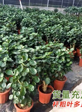 金钱兜盆栽大树老桩圆叶福禄桐盆景植物客厅室内四季常青绿植花卉