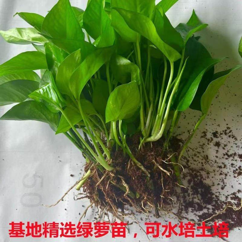 绿萝苗水培好养盆栽办公室内花卉绿植懒人裸根绿箩除甲醛净化空气,淘宝优惠券,粉丝福利购,淘宝优惠卷