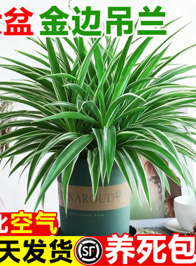 大盆金边吊兰盆栽吊兰室内垂吊阳台植物去甲醛四季好养花绿植水培