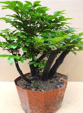 小叶紫檀树苗紫檀盆景四季常青植物观叶花卉盆栽四季好养盆景