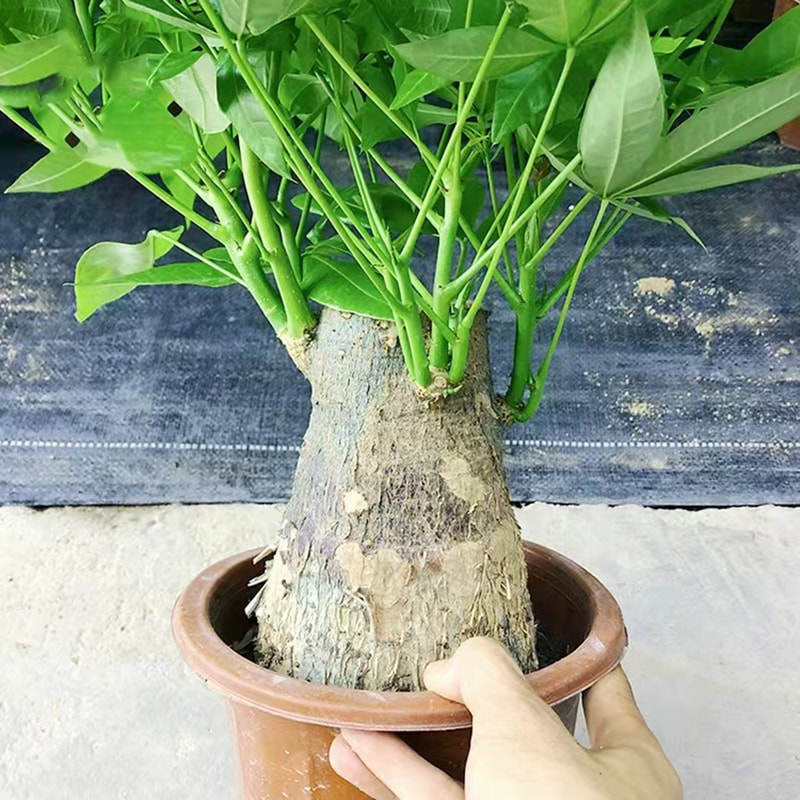 招财花卉发财树树旺宅盆景盆栽客厅办公室老桩粗杆桌面绿植内大型,淘宝优惠券,粉丝福利购,淘宝优惠卷