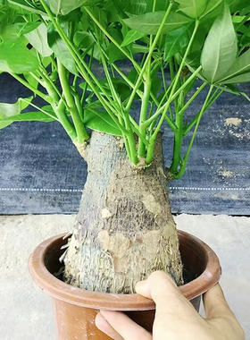 招财花卉发财树树旺宅盆景盆栽客厅办公室老桩粗杆桌面绿植内大型