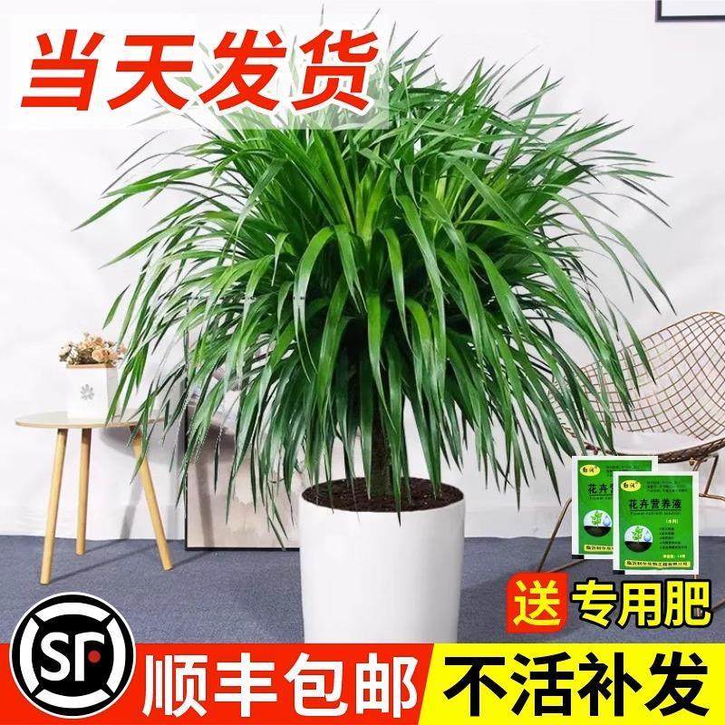 龙须树盆栽大型客厅多头绿植办公室内龙血树造型小苗带土老桩盆景,淘宝优惠券,粉丝福利购,淘宝优惠卷