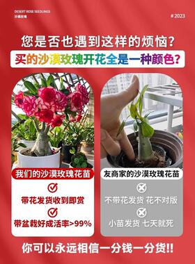 沙漠玫瑰盆栽重瓣老桩室内阳台好养花卉绿植耐旱多肉植物夏天好养