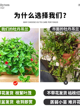 牡丹吊兰盆栽花叶蔓垂吊植物室内阳台四季开花可食用绿植吸甲醛