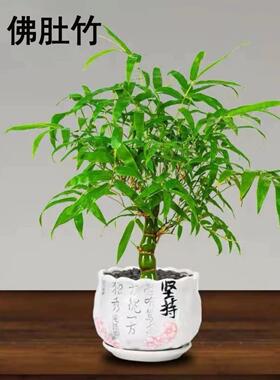 罗汉竹佛肚竹盆栽老桩室内客厅庭院绿植四季常青矮化竹子盆景好养